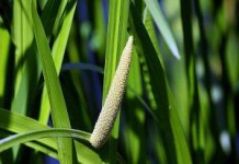 Корень аира болотного: полезные свойства и противопоказания настойки и отваров аир болотный фото и описание