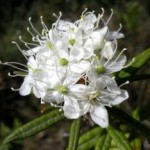 Применение багульника болотного: полезные свойства и противопоказания багульник болотный лечебные свойства и противопоказания фото