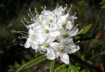 Применение багульника болотного: полезные свойства и противопоказания багульник болотный лечебные свойства и противопоказания фото