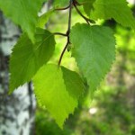 Полезные свойства и противопоказания листьев березы, молодых и старых листья березы лечебные свойства и противопоказания