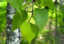 Полезные свойства и противопоказания листьев березы, молодых и старых листья березы лечебные свойства и противопоказания