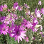 Что лечит трава бессмертник: лечебные свойства и противопоказания, инструкция по применению бессмертник трава лечебные свойства