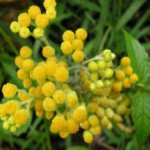 Препараты на основе бессмертника песчаного: лечебные свойства и противопоказания, отзывы бессмертник песчаный лечебные свойства и противопоказания