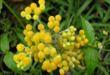 Препараты на основе бессмертника песчаного: лечебные свойства и противопоказания, отзывы бессмертник песчаный лечебные свойства и противопоказания