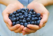 Полезные свойства и противопоказания ягод и листьев черники Черника