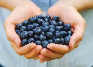 Полезные свойства и противопоказания ягод и листьев черники Черника