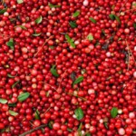 Брусника: полезные свойства ягод и противопоказания к употреблению Брусника