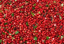 Брусника: полезные свойства ягод и противопоказания к употреблению Брусника