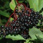 Черная бузина: полезные свойства и противопоказания, как использовать для лечения заболеваний? Черная бузина