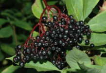 Черная бузина: полезные свойства и противопоказания, как использовать для лечения заболеваний? Черная бузина