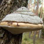 Гриб чага: полезные свойства и противопоказания, применение в лечебных целях Гриб чага