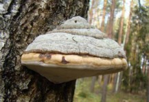 Гриб чага: полезные свойства и противопоказания, применение в лечебных целях Гриб чага
