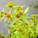 Лечебные свойства и противопоказания травы череды для волос и кожи череда фото