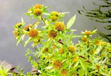 Лечебные свойства и противопоказания травы череды для волос и кожи череда фото