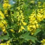 Трава донник желтый: лечебные свойства и противопоказания при диабете и эпилепсии донник лекарственный фото