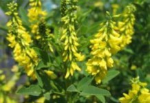 Трава донник желтый: лечебные свойства и противопоказания при диабете и эпилепсии донник лекарственный фото