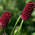 Кровохлебка лекарственная: лечебные свойства и противопоказания, инструкция по применению кровохлебка лекарственная фото