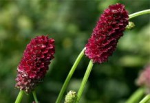 Кровохлебка лекарственная: лечебные свойства и противопоказания, инструкция по применению кровохлебка лекарственная фото