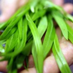 Дикорастущий лук черемша: полезные свойства и противопоказания Черемша