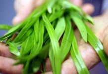 Дикорастущий лук черемша: полезные свойства и противопоказания Черемша