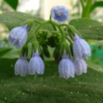 Лекарственное растение окопник: полезные свойства и противопоказания Окопник