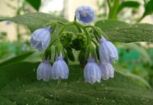 Лекарственное растение окопник: полезные свойства и противопоказания Окопник