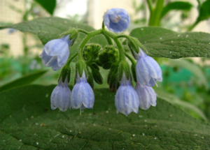 Лекарственное растение окопник: полезные свойства и противопоказания Окопник