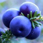 Полезные свойства голубики для организма и противопоказания к употреблению Чем полезна голубика?