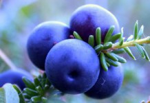 Полезные свойства голубики для организма и противопоказания к употреблению Чем полезна голубика?