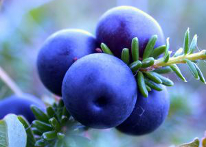 Полезные свойства голубики для организма и противопоказания к употреблению Чем полезна голубика?