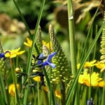 Травы, снижающие аппетит и вес, для похудения травы снижающие аппетит и подавляющие чувство голода