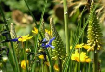 Травы, снижающие аппетит и вес, для похудения травы снижающие аппетит и подавляющие чувство голода