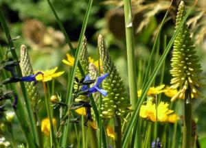 Травы, снижающие аппетит и вес, для похудения травы снижающие аппетит и подавляющие чувство голода