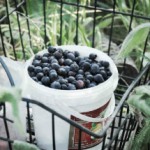 Ягода ирга: полезные свойства и противопоказания Ягода ирга