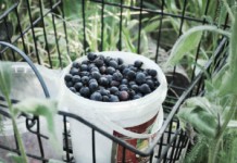 Ягода ирга: полезные свойства и противопоказания Ягода ирга