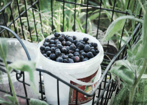 Ягода ирга: полезные свойства и противопоказания Ягода ирга