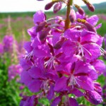 Кипрей: полезные свойства для мужчин и противопоказания к употреблению Кипрей для мужчин