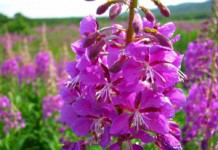 Кипрей: полезные свойства для мужчин и противопоказания к употреблению Кипрей для мужчин