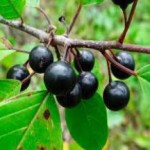 Отвар коры крушины: полезные свойства и противопоказания для похудения кора крушины фото