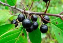 Отвар коры крушины: полезные свойства и противопоказания для похудения кора крушины фото