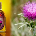 Масло расторопши: польза и вред, как принимать и использовать для лечения заболеваний? Масло расторопши