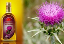 Масло расторопши: польза и вред, как принимать и использовать для лечения заболеваний? Масло расторопши