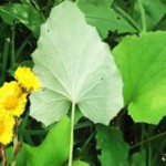 Как собирать мать-и-мачеху, лечебные свойства и противопоказания, применение мать-и-мачеха лечебные свойства и противопоказания