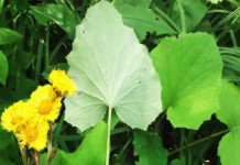 Как собирать мать-и-мачеху, лечебные свойства и противопоказания, применение мать-и-мачеха лечебные свойства и противопоказания