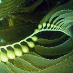 Как употреблять ламинарию сушеную при похудении — полезные свойства в косметологии ламинария сушеная полезные свойства