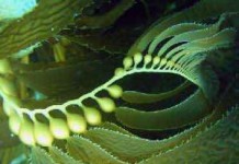 Как употреблять ламинарию сушеную при похудении — полезные свойства в косметологии ламинария сушеная полезные свойства