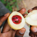 Мускатный орех: полезные свойства и противопоказания, как употреблять для лечения и похудения Мускатный орех