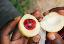 Мускатный орех: полезные свойства и противопоказания, как употреблять для лечения и похудения Мускатный орех