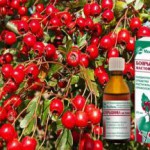 Спиртовая настойка боярышника: показания к применению, польза и вред для организма настойка боярышника польза и вред