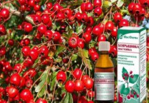 Спиртовая настойка боярышника: показания к применению, польза и вред для организма настойка боярышника польза и вред